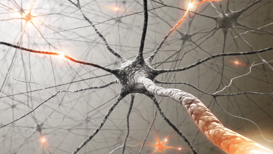 Brain neuron.jpg